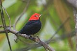 Red-capped Manakin